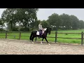 Download Lagu Approved Barock Pinto 6 year stallion