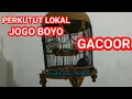 perkutut lokal jogo boyo GACOR