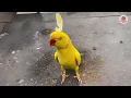 Download Lagu My Parrot Says “Good Girl” All Day… But He’s Actually a Boy