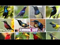 Download Lagu UPDATE 15 JENIS BURUNG KOLIBRI YANG BANYAK DICARI KICAU MANIA BERIKUT HARGA DAN SUARANYA