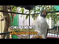 Lagu Kutilang Gacor NGGARUDA TARUNG seperti ini sangat Cepat memancing Kutilang LAIN Gacor,