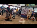 Download Lagu bro bersuara dangdut menyumbangkan satu lagu,penonton bergelek dengan penuh riang ria