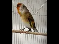 Download Lagu Burung Goldfinch gacor