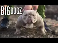 The Muscular Micro-Bully With 10 000 Pups BIG DOGZ