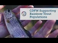 CDFW Hatcheries Supporting Rainbow Trout Populations Throughout California