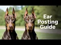 Doberman Ear Posting STEP-BY-STEP