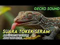 Lagu SUARA TOKEK, SUARA TOKEK PENGANTAR TIDUR, SUARA TOKEK ASLI, GECKO SOUND, ASMR