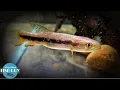 Red Wolf Fish - The Aquarium Predator