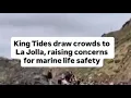 King Tides return to San Diego coastline drawing crowds for tidepooling and surfing
