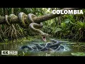 WILD COLOMBIA The Hidden Predators in the Heart of South America Nature Animal Documentary