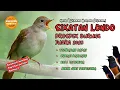Download Lagu Masteran Burung Sikatan Londo 2025 | Prospek Murai Batu Juara Kompetisi Nasional |  Nightingale