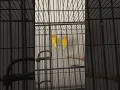 Download Lagu Lutino love birds #shorts #bird #lovebird