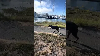 .. #fyp #dream #youtube #pets #doberman