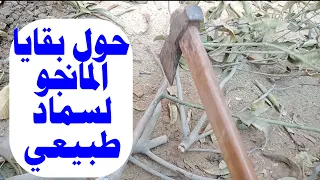 تقطيع أخشاب المانجو واستخلاص الأوراق الجافة سماد طبيعي يقو ي التربة ويغذي الزرع 