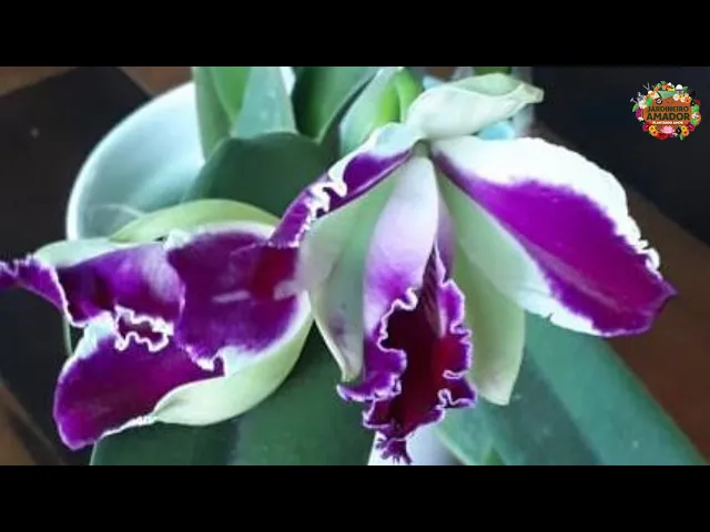 COMO CUIDAR DE ORQUÍDEAS