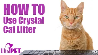 How-to-Use Non-Clumping Crystal Cat Litter