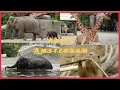 Download Lagu Dierentuin 4K Review Artis Zoo Amsterdam 2020
