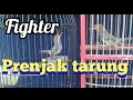 Download Lagu prenjak pikat tarung suara keras//FIGHTER