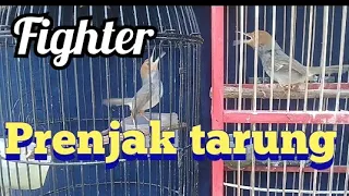 prenjak pikat tarung suara keras fighter