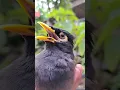 Jalak nias gacor~Pancingan bunyi jalak nias
