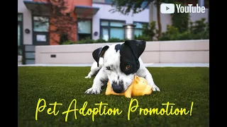 Pet Adoption Promotion