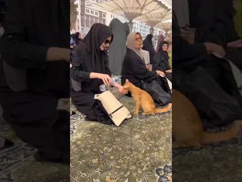 Cat In Madina🥰🕋🐱 #makkah #islamic #shorts #youtubeshorts #india #pakistan #cat #madina #viralvideo