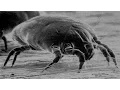 Lagu 15 Ways to Get Rid of DUST MITES Quickly