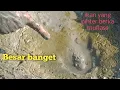 Download Lagu Subhanallah Alhamdulillah dapat banyak ikan gabus dan ikan nila di sawah yang kekeringan