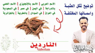 تعر ف على الناردين أو س نبل الطي ب 