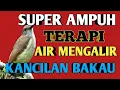 Lagu Terapi air burung kancilan bakau paling ampuh