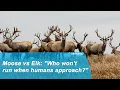 Camojojo Who will flee when human approach Moose vs Elk