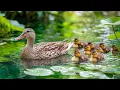 Download Lagu Mother Duck with Cute Ducklings 🌸 Peaceful Water Scene \u0026 Calming Music for the Soul 💖 Reduce Stress