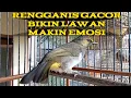 Download Lagu Suara burung rengganis gacor/cucak wilis gacor, bikin lawan emosi