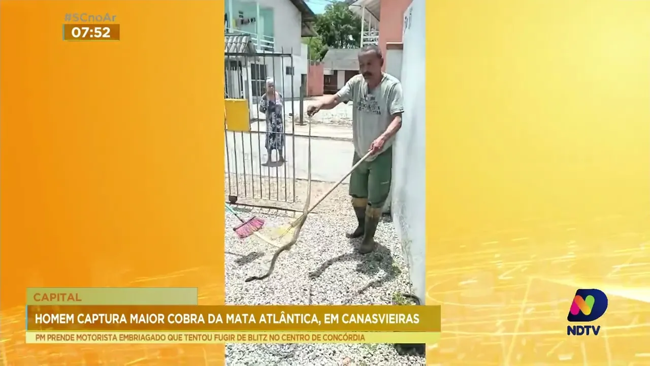 Homem captura maior cobra da mata atlântica no terreno do vizinho em Florianópolis