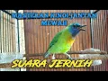 Download Lagu 🔴 MASTERAN KINOI JANTAN BERVARIASI DAN MEWAH ‼️ SUARA JERNIH ‼️