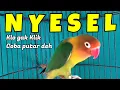 Lagu Suara Pancingan Lovebird Jantan Memanggil Betina MEMICU Lb Jantan Birahi Bunyi Rajin Ngekek Gacor