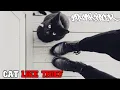 Download Lagu Box Car Racer - Cat Like Thief (Unofficial Lyrics Video)