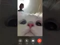 Download Lagu Call kucing