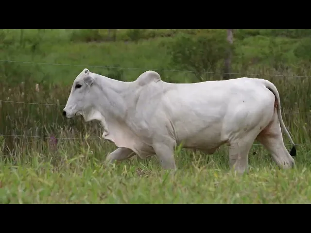 Novilha Nelore ACSM - 237