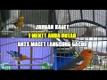 Download Lagu PUTAR 1 MENIT UNTUK MERANGSANG ANIS MERAH AGAR IKUT GACOR DAN NGEPLONG.!!!