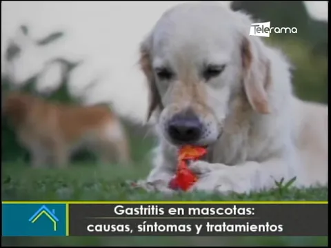Gastritis en mascotas: Causas, síntomas y tratamientos