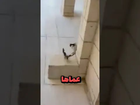 اجا ليكحلها عماها 🤦🏻‍♂️😂 !