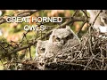 Great Horned Owl Nesting Hunting Life Cycle