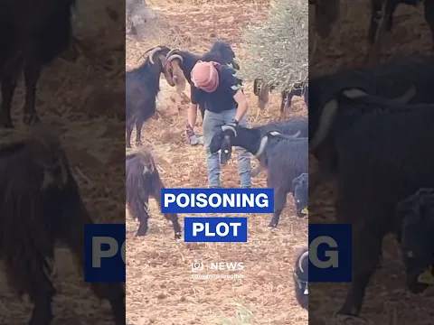 ‘Israeli’ settlers poison their own sheep to target Al Mughayyir residents