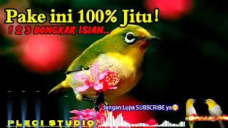 Download Pancingan PLECI 100% jitu Bongkar isian MP3