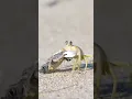 Download Lagu Sand Crab Eat Small Turtle At Sea