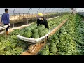 Download Lagu Kami membuat roti dari semangka… dan itu jadi viral banget! / Makanan jalanan Korea