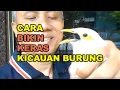 Download Lagu GT-BG #49 Cara Mengeraskan Volume Suara Jalak (Suren, Putih, Kebo). Kicauan Burung