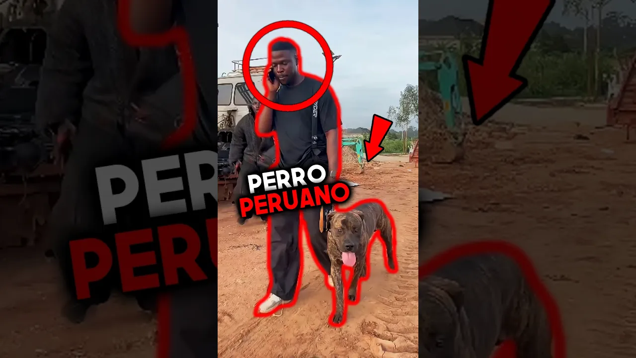 PERRO INUTIL #bts
