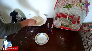أفضل خليط لتأكيل فراخ   زغاليل  الطيور بادجي  طيور الحب  كوكاتيل  كناري و طريقة تقديمه لهم دندنها